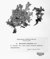 Stereocaulon tomentosum image